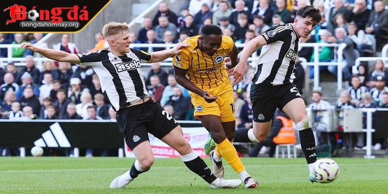 Soi kèo Brighton vs Newcastle (20:00 - 04/05, Premier League) - Trận đấu sống còn cho hy vọng top 4 2 Brighton có đội hình gần như mạnh nhất với nhiều nhân tố quan trọng